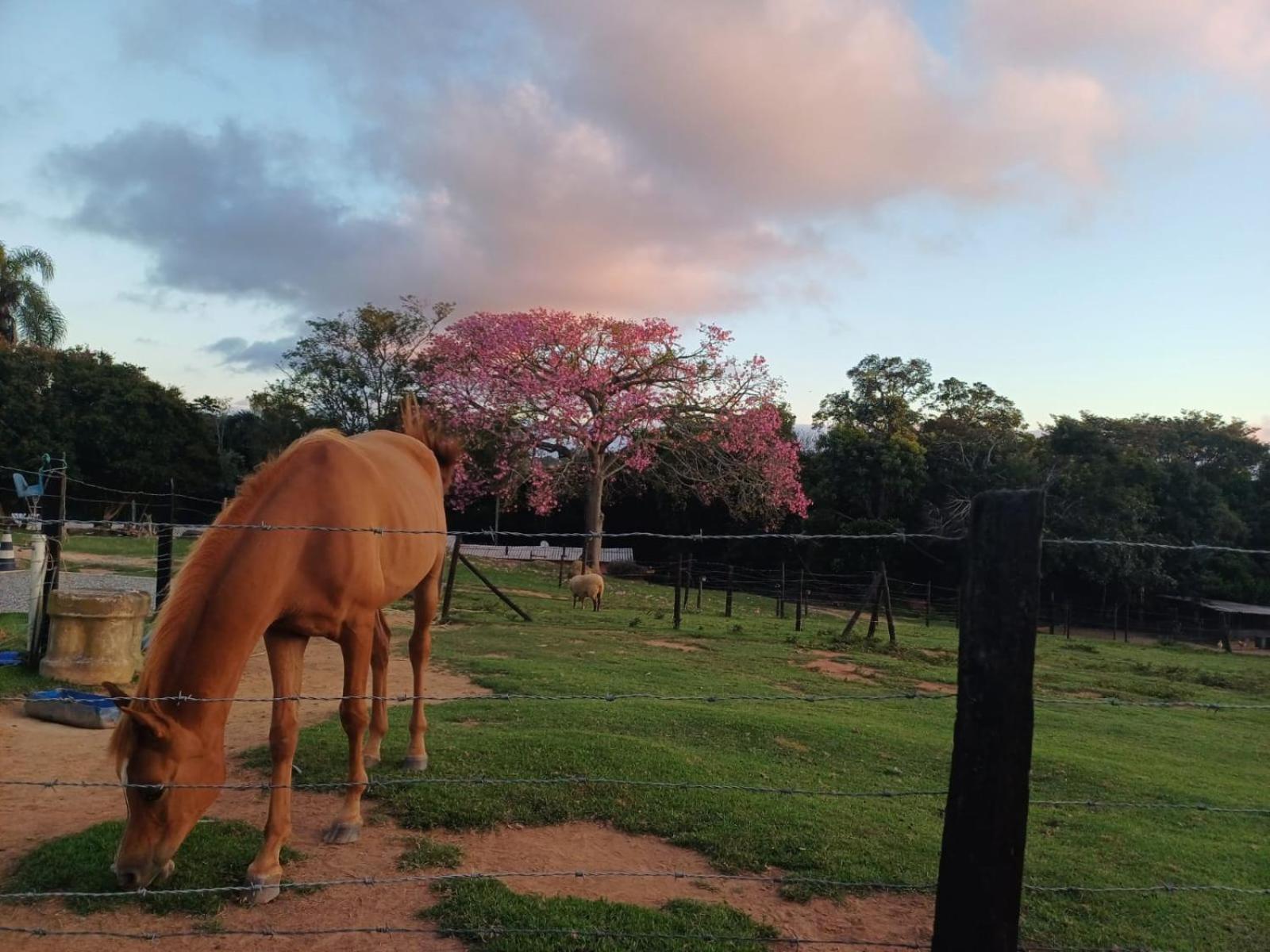 Pousada Sitio Da Terra E Arte São Roque 外观 照片